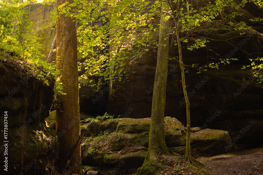 Obraz premium tree in the forest with sunlight 