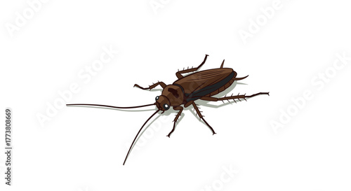 Detailed drawing of a brown cricket with long antennae on white background