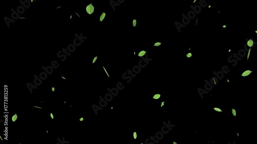 舞い落ちる木の葉