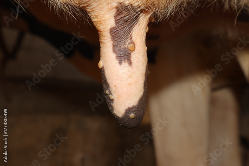 Принти на полотні Close-up video showing cow udder with pox lesions, a key symptom of bovine pox