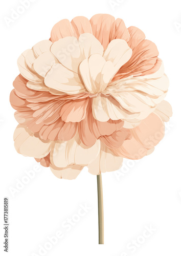 flower isolated on white background