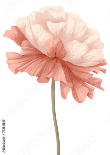 pink flower isolated on white
