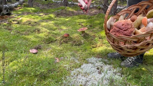 Middle-aged woman picking mushrooms in lush green forest with beautiful moss covering the ground. Peaceful summer nature scene and outdoor eco lifestyle concept.