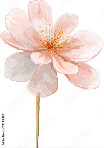 pink flower isolated on white background