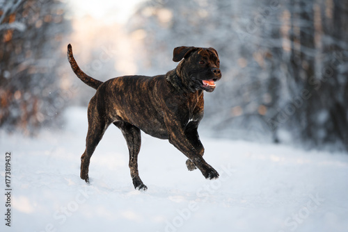 happy brindle cane corso dog running in winter forest