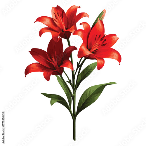 Red Lily Botanical Illustration – Elegant Floral Art for Nature-Inspired Decor