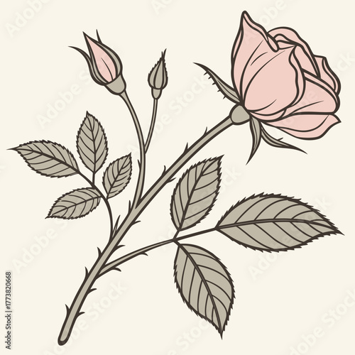 rosebud-vector-illustration--young-blooming-rose-- (1).eps