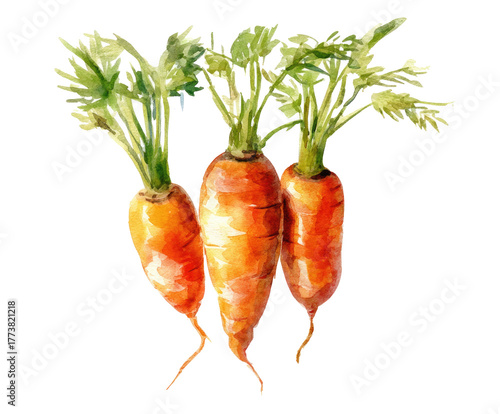 carrots isolated on white background