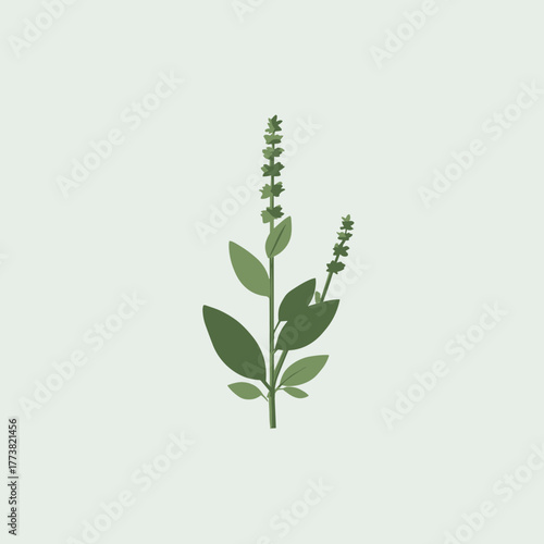 Simplified Salvia herb with green leaves and subtle flower spikes — modern minimal botanical vector art