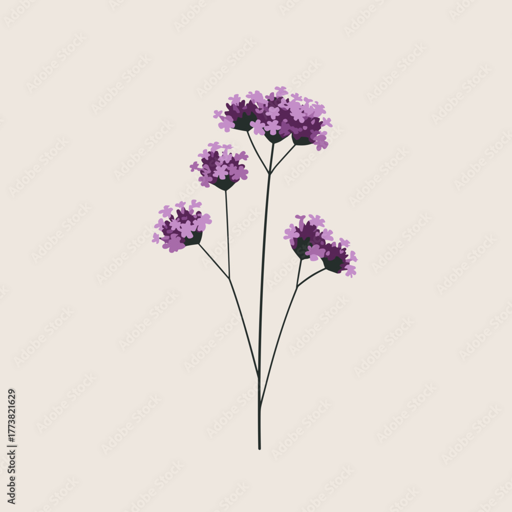 Fototapeta premium Cluster of purple Verbena blossoms on slender stems — soft modern botanical vector illustration