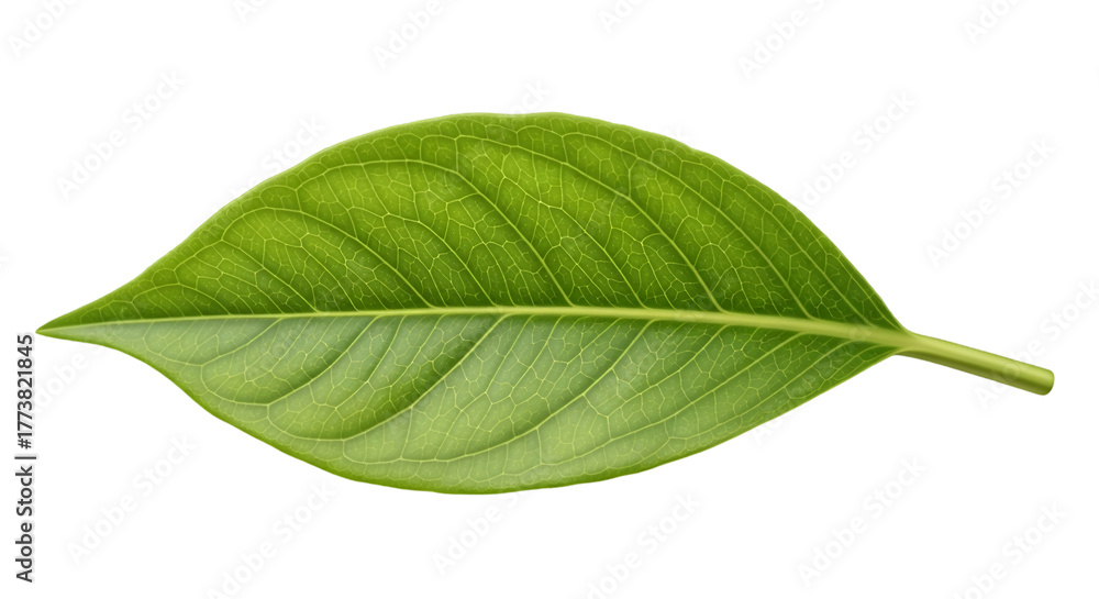 Obraz premium “Verdant Whisper: A Fresh Leaf” “Emerald Slice: Simple Leaf Beauty” “Green Iris: Leaf in Soft Light” “Natural Veins: Leaf on White”