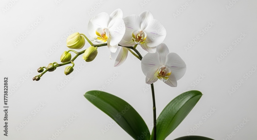 Fototapeta premium Elegant White Orchid Blossom with Buds Green Leaves on White Background.
