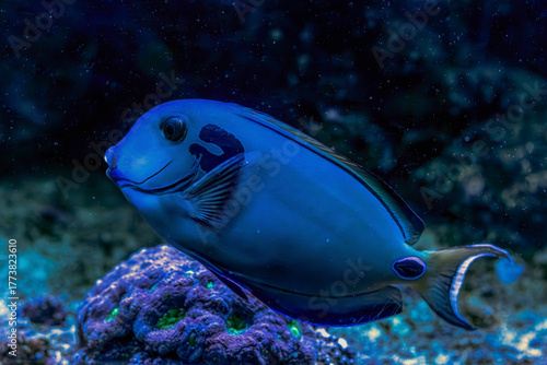 фотографія Acanthurus tennenti fish