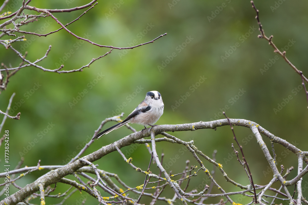 Obraz premium Long-tailed tit on a branch, curious long-tailed tit on leafless tree, buds on branches, front view of long-tailed tit, green background Aegithalos caudatus