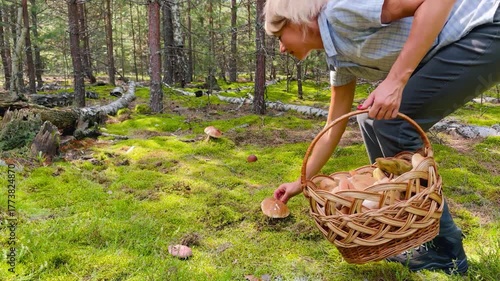 Middle-aged woman picking mushrooms in lush green forest with beautiful moss covering the ground. Peaceful summer nature scene and outdoor eco lifestyle concept.