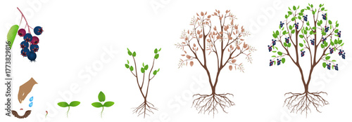 Cycle of growth of irga plant isolated on a white background..eps