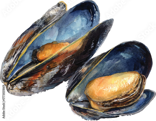 watercolor mussels, blue shells, open, food clip art preview