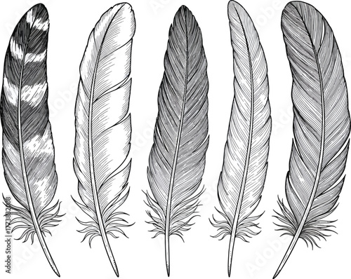Hand Drawn Bird Feathers Collection Engraving Style Vector Illustration