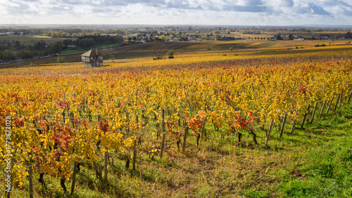 vignoble, vignes aux couleurs chaudes de l'automne en Côte d'Or en Bourgogne, vignoble de la côte de Beaune, grands crus, Ladoix, Ladoix-Serrigny, corton et le corton-charlemagne, Aloxe-Corton