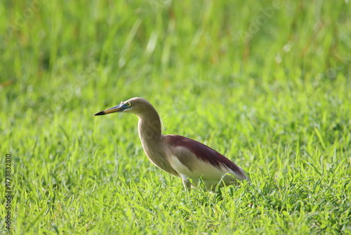 Wallpaper Mural Indian Pond Heron Close Up from the Paddy fiels Torontodigital.ca