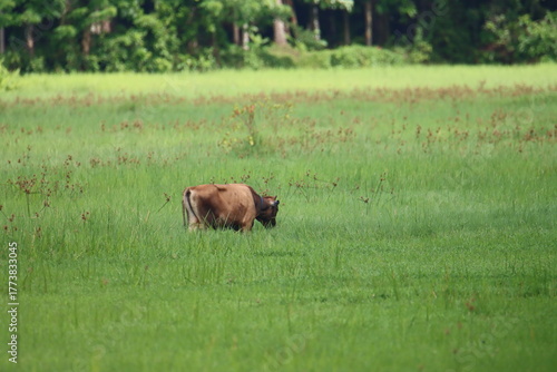 Cattle in the field