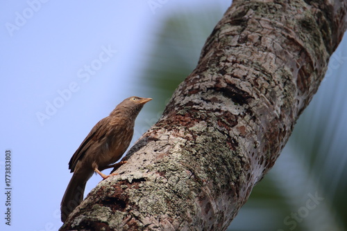 Yellow billed babbler over the coconut tree