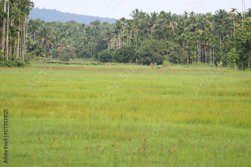 Rice field in India, Kerala