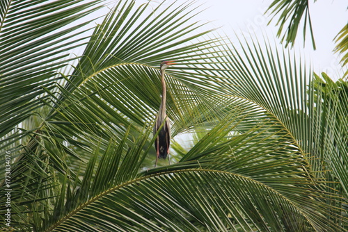 Purple heron on coconut tree