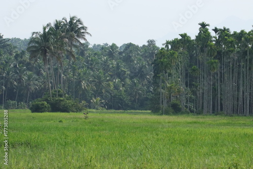 trees in the field in India-Kerala