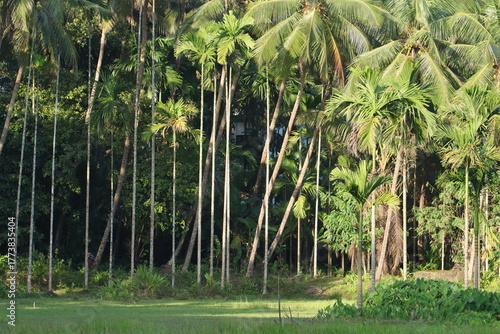 Beautiful Sunlight over the Coconut Trees and the Plants-Golden Light