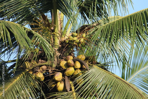 coconut palm tree closeup view