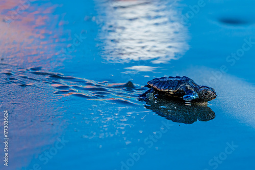 Loggerhead Turtle Hatchlings' First Walk