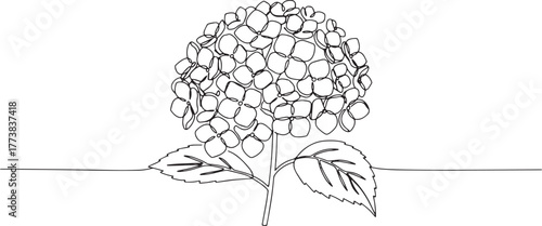 Elegant hydrangea bloom outlined in a single continuous line dra