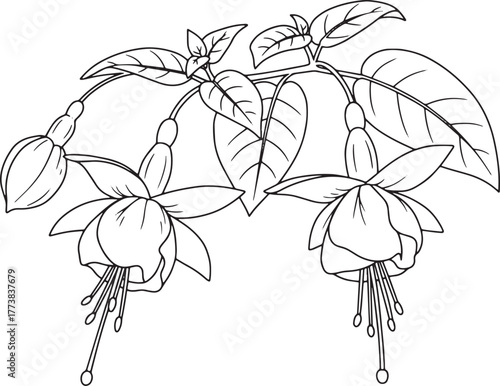 Elegant fuchsia flower branch outline for coloring pages and bot