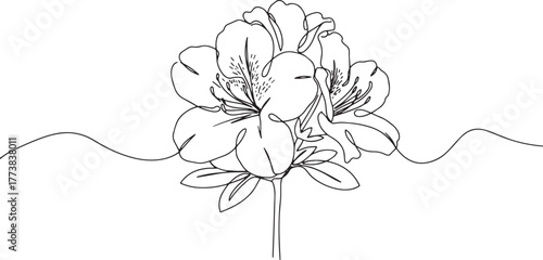 Elegant Single Line Drawing of Azalea Blossom on White Backgroun