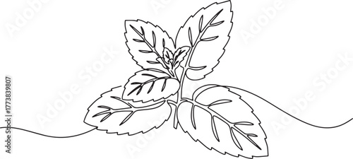 Elegant continuous line drawing of vibrant green mint leaves pla