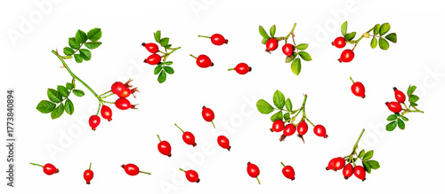 Rose hip isolated on a white background, contour