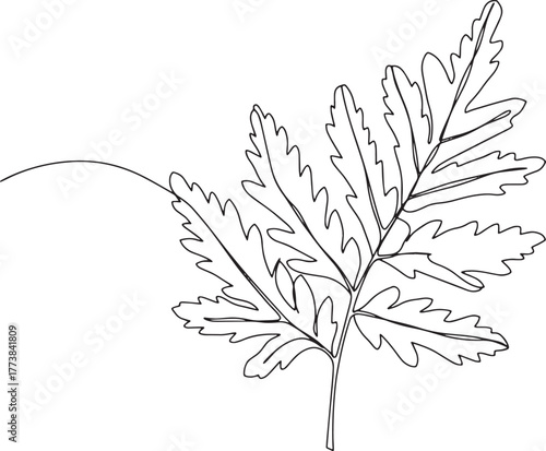 Elegant single line drawing of fern frond against a white backgr