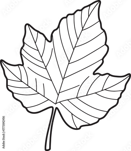 Detailed Osage Orange Leaf Outline, Perfect for Botanical Studie