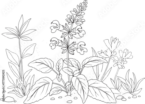 Delicate Line Art Illustration of Salvia Plants and Floral Field