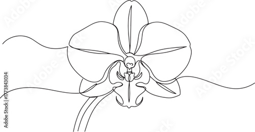 Elegant orchid flower single continuous line art illustration mi