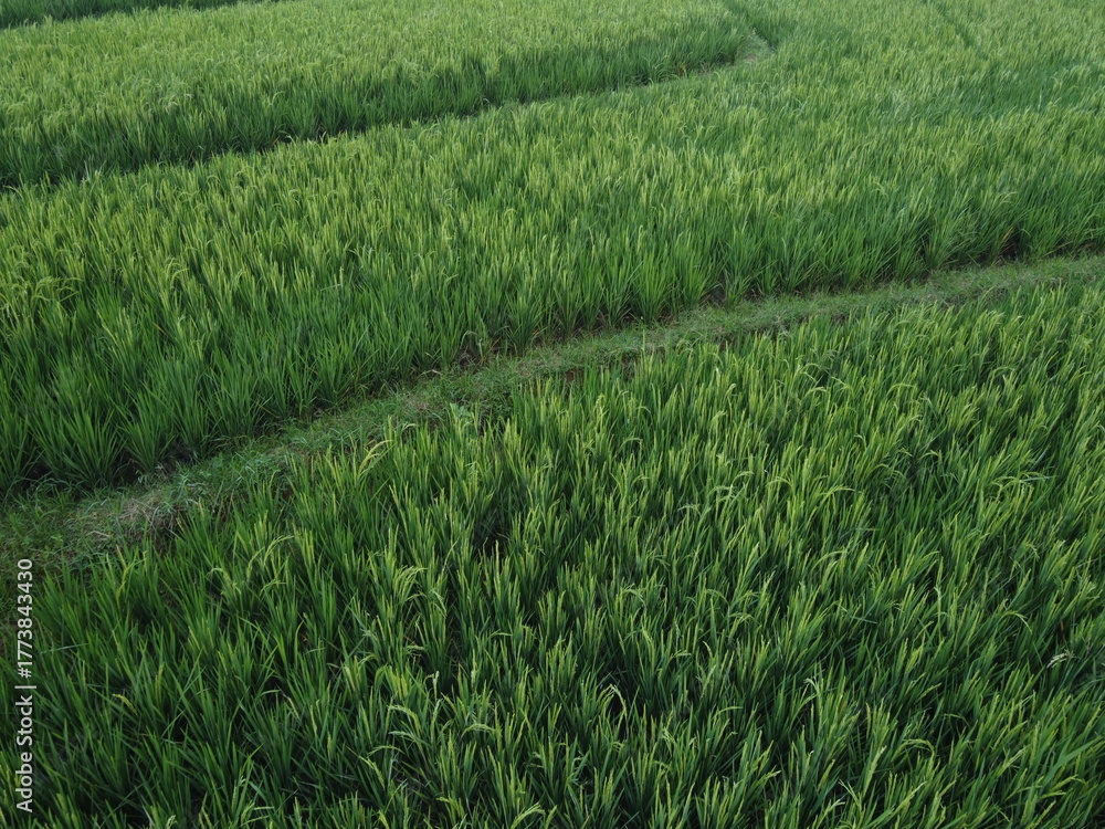 Fototapeta premium THE BEAUTY OF GREEN RICE FIELDS WITH YELLOWING RICE AND AESTHETIC OLD HUT