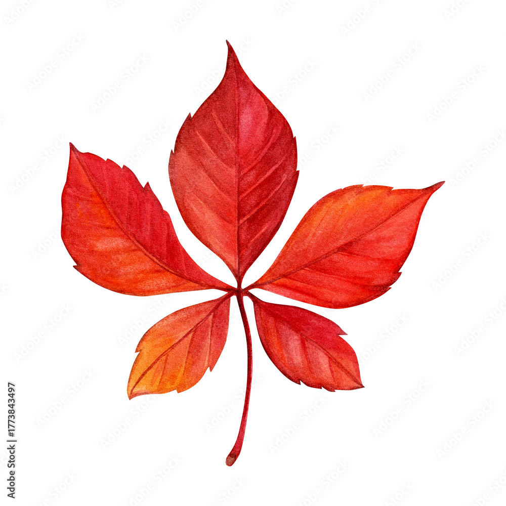 Fototapeta premium Watercolor painting of an autumn maiden grapes leaf on a white background. Good for postcards, books, invitations, greeting cards, wallpaper and textiles.
