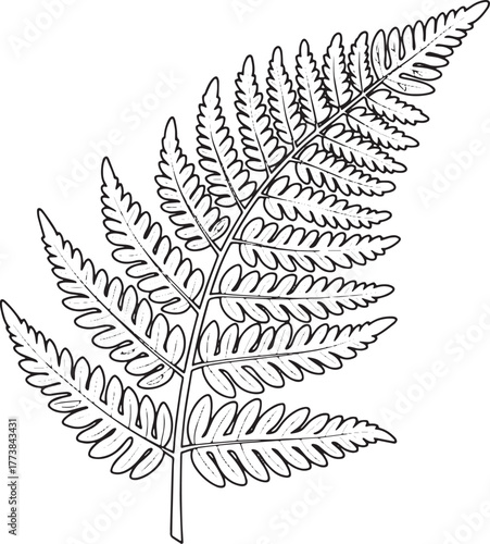 Delicate fern frond illustration with speckled background botani