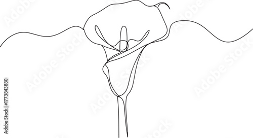 Elegant Calla Lily continuous line drawing conveying simplicity