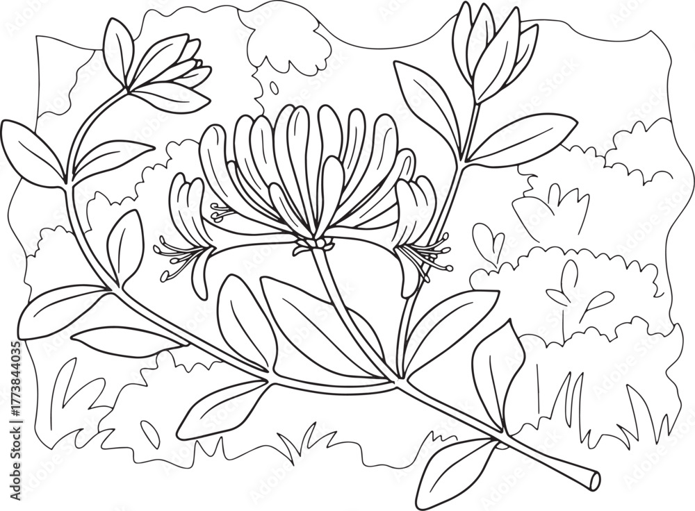 Fototapeta premium Honeysuckle plant in a garden outline drawing detailed botanical