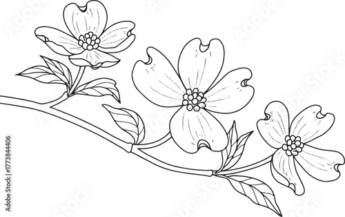 Elegant Dogwood Blooms Delicate Line Art for Coloring or Botanic