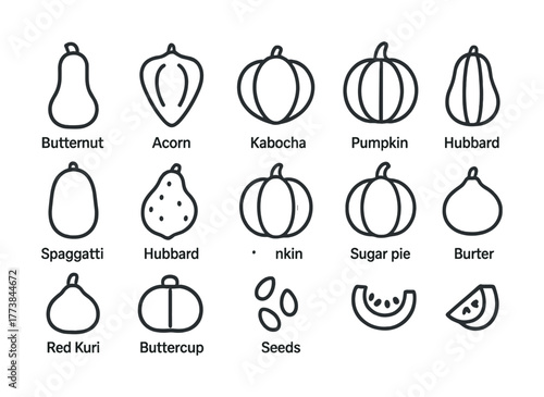 Outline drawing of various squash and pumpkin varieties with labels