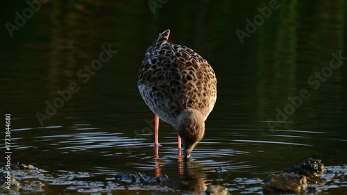 feeding Ruff female // Kampfläufer-Weibchen bei der Nahrungssuche (Calidris pugnax)