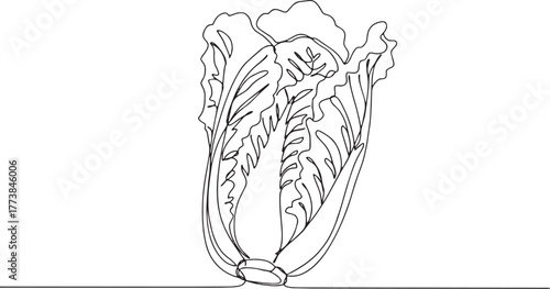 Elegant continuous line art featuring a Napa cabbage on a clean